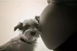 孕期总是被老话 套路 ,但是孕期不让养狗却是 有理有据 