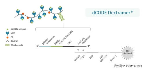 想快速知道抗原可以被哪种特异性的TCR BCR识别 Immudex了解一下