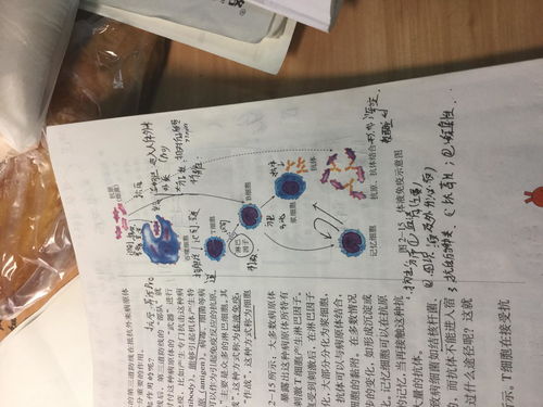 求生物大佬帮忙解释一下为什么抗原会有一条线直接到了淋巴B细胞啊 