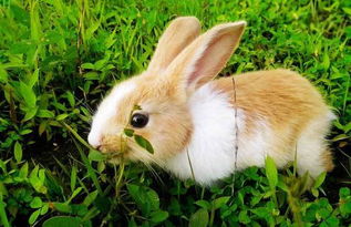 兔子有哪些食物 