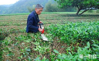 怎样修剪茶树 茶树的修剪方法介绍