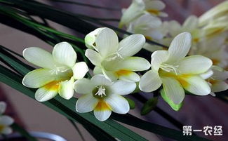 香雪兰常见品种,香雪兰属于哪一类科目的花？