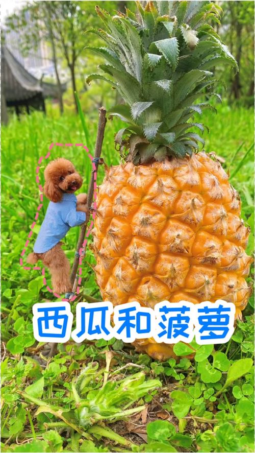 一个菠萝就可以给狗子拍的创意照片,留住生活中的每一份美好 
