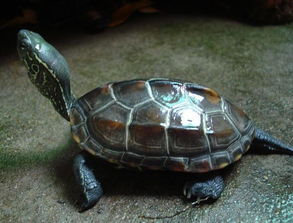 普通草龟和大头草龟有什么区别 