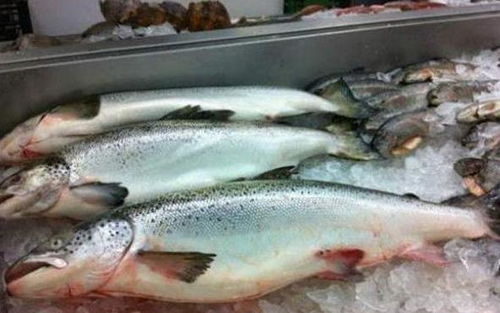 会吃鱼的人,专买这5种鱼 营养高还不贵,关键都是野生的,好吃 养殖 
