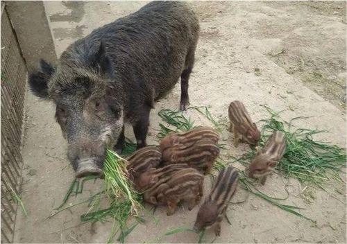 野猪嘴上突出来的大牙,能起到什么作用