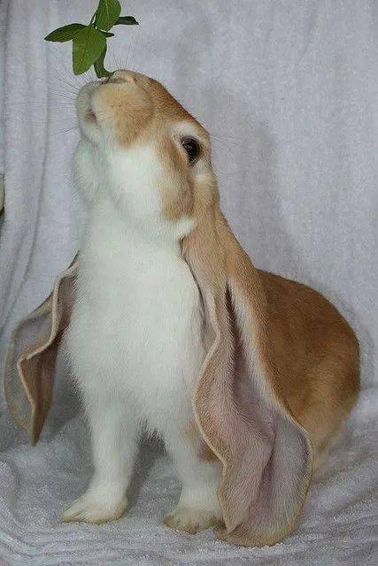 大耳朵兔兔,如此的可爱 