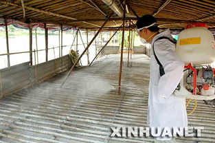 广州禽流感疫情已得到有效控制 