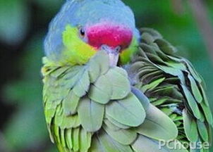 紫冠亚马逊鹦鹉价格 紫冠亚马逊鹦鹉饲养方法 紫冠亚马逊鹦鹉产地 家居百科 