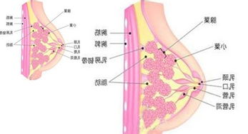 乳腺癌转移骨癌该怎么治疗