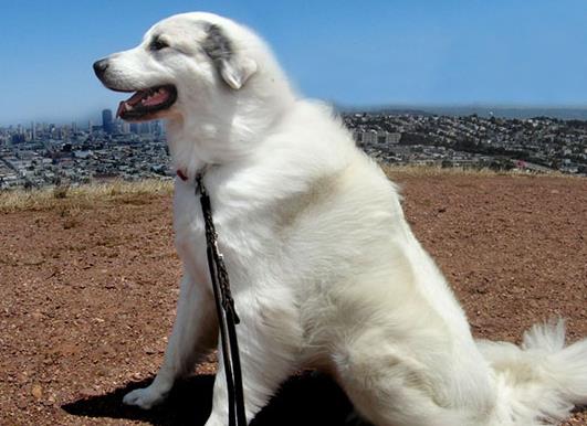 大白熊犬,属于中大型宠物犬,也非常受人喜欢