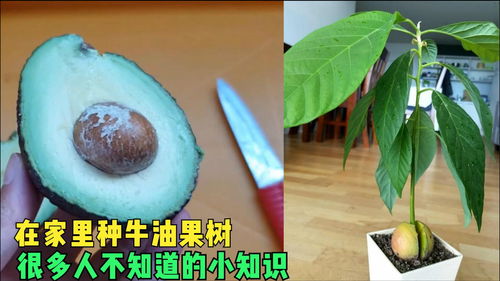 牛油果怎么种植盆栽,牛油果盆栽种