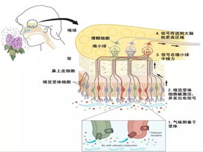 评茶真经内功篇之嗅觉 一