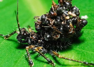 背满尸体刺杀蚁后,它是自然界最硬核的昆虫 蚂蚁 