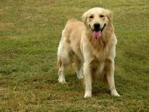 这种颜色的狗狗,说是金毛枫叶红,幼崽公种大概卖到多少钱 在线等,加分 