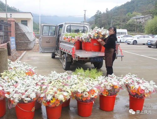 庆元 公墓代扫 千余捧鲜花寄哀思