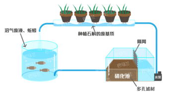 鱼菜共生 巴马兰开启生态种养立体循环新模式 