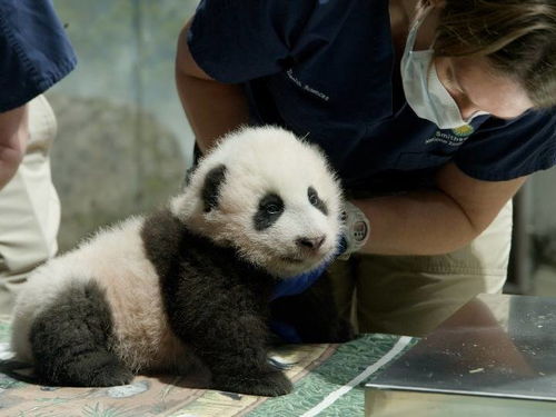 中美相关机构决定延长大熊猫保护研究合作