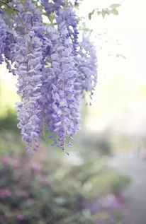 关于紫藤花美丽的诗句