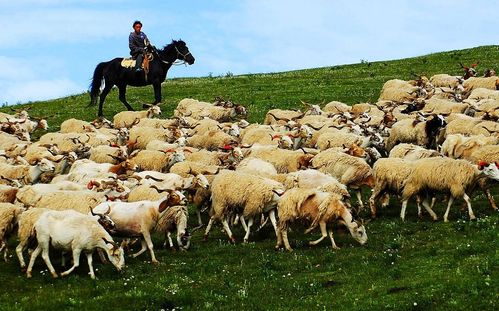 此国在关键时期访华,送来3万只羊,网友 价值数千万