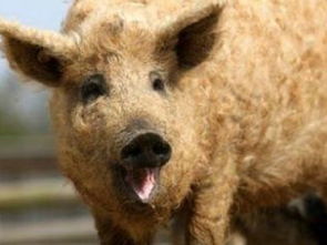 英国林肯郡卷毛皮猪又称绵羊猪 风靡网络名叫 鲍里斯 