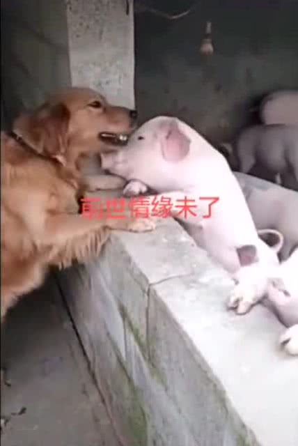 猪与狗的感情,难道是前世的情缘未尽 太秀了 