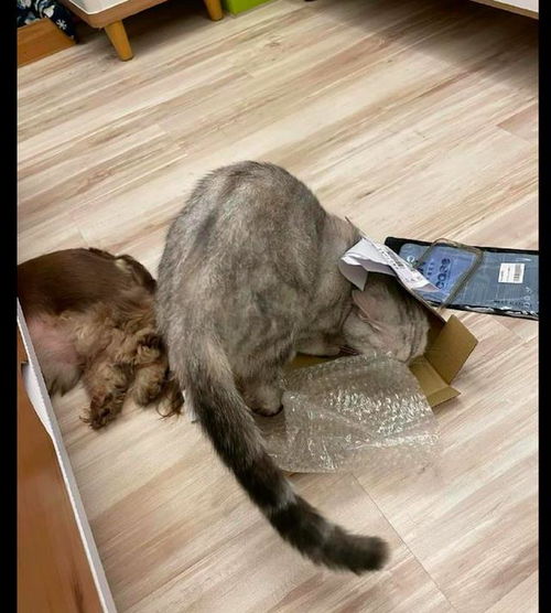 网友刚收了一件快递,猫咪就试图坐进快递盒子里,直接给挤爆了