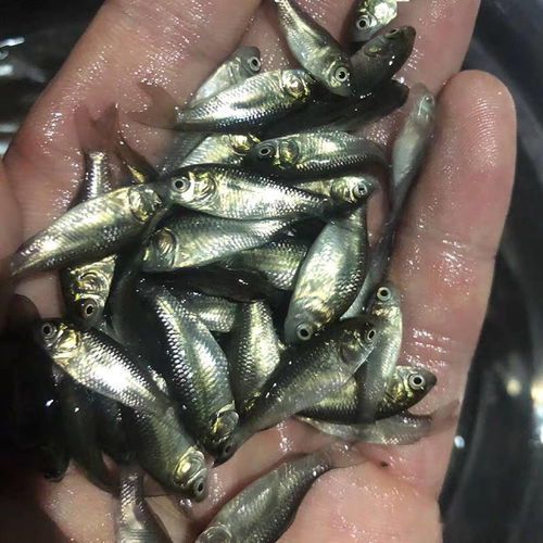 赤眼鳟鱼苗鱼种培育技术及病害防治措施,赤眼鳟哪个省最多人吃