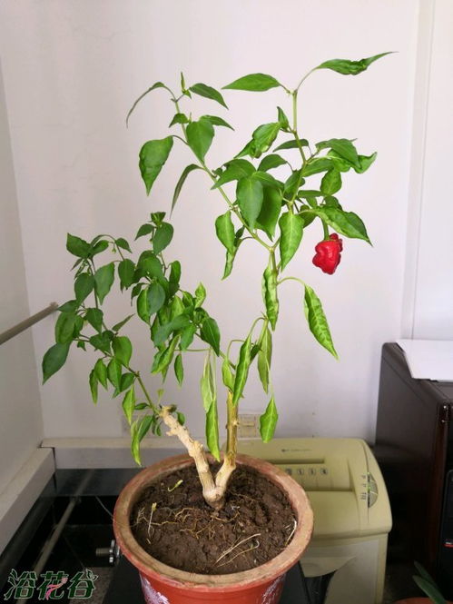 辣椒怎么种成树,辣椒树的种植方法技术
