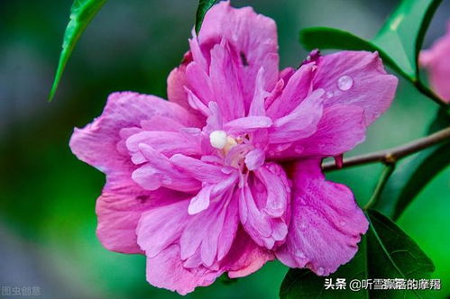 十二星座代表的花朵,狮子座最霸气,天秤座最优雅