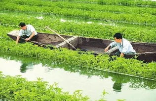 11个农村家庭种植致富好项目,总有一个适合你 