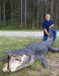 美国两钓鱼人捕获史上最重鳄鱼 5米长400公斤 