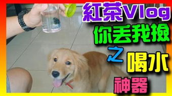 《黄金之犬》,黄金之犬的起源