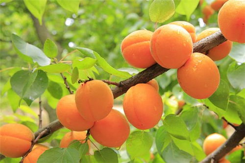 梅子几月份成熟采摘成熟是什么季节,梅子和杏子什么时候成熟？