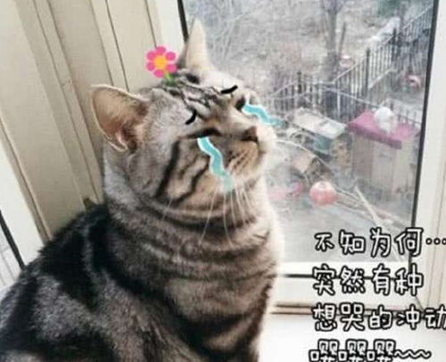 猫咪做完绝育后回家,一直盯着窗外看,主人知道真相后内疚