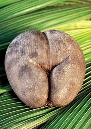 塞舌尔国宝级美食 海椰子 