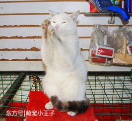 会作揖的招财猫 小白 被宠物店收养,有人买东西做出奇怪动作