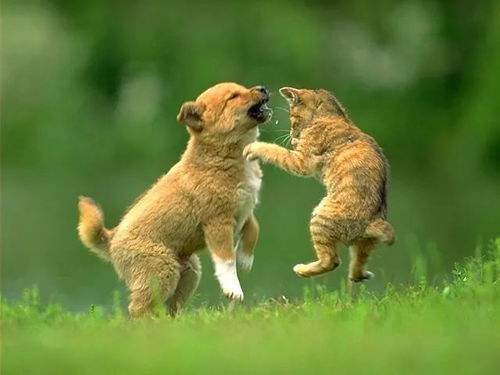 英语小短文练听力 猫和狗的争斗