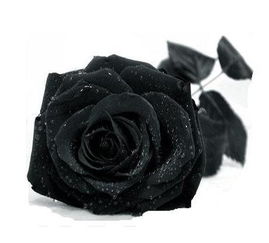 黑玫瑰寓意和花语,黑色玫瑰的含义