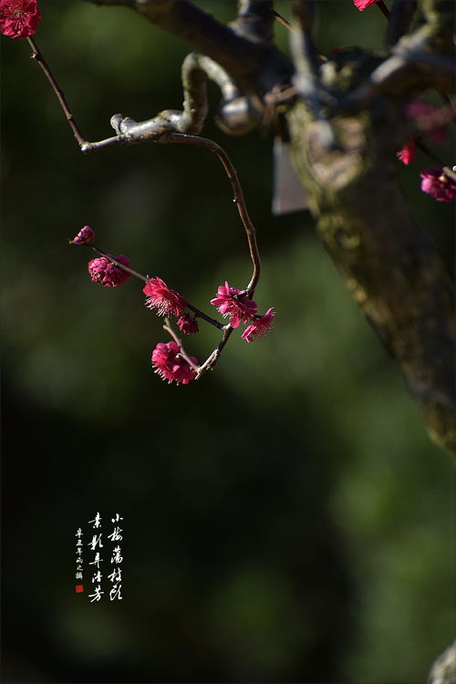 梅落繁枝千万片(岁寒三友)