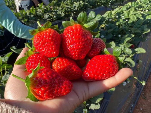 草莓什么时候种最便宜,草莓是在哪个季节长出的