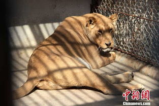 西安一寺院被曝养狮子多年 官方称将裁定最终归宿 