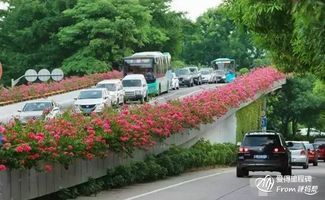 这个城市的绿化要上 天 这样搞绿化,我都想睡大街了