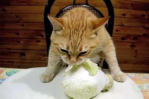 猫界 养生喵 ,只吃白菜不吃肉,铲屎官的解释让人心酸