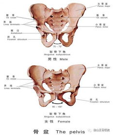 骨盆耻骨下支 搜狗图片搜索