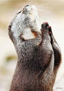 那些佛有缘的动物 它们的祈祷只有上帝能懂 