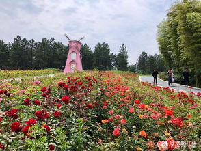 千亩玫瑰盛放,香溢石湫 环山河 南京玫瑰节今日开幕