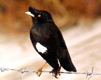 我有一只全身黑黑的,但翅膀有点白,爪子很大的鸟 我想咨询一下这是什么鸟 非常感谢 