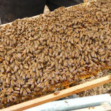 2020蜂蜜价格 报价 蜂蜜批发 第3页 黄页88零食网 
