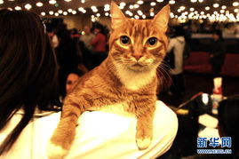 阿根廷举行国际猫咪选美大赛 高清组图 